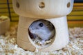 Hamster inside his cage Royalty Free Stock Photo