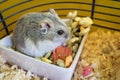 Hamster inside his cage Royalty Free Stock Photo