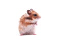 Hamster isolated on white Royalty Free Stock Photo