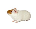 Hamster Royalty Free Stock Photo