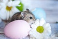 Hamster, junggar in the flowers of chamomiles and with Easter eg Royalty Free Stock Photo