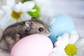 Hamster, junggar in the flowers of chamomiles and with Easter eg