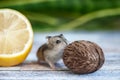 Hamster, junggar rolls a nut, Royalty Free Stock Photo