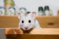 Hamster in larder Royalty Free Stock Photo