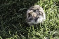 Hamster in a lawn close up