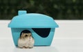 Hamster is looking up from its plastic house. Royalty Free Stock Photo