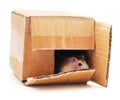 The hamster looks out of the box