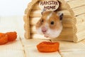 The hamster looks out of its house. Royalty Free Stock Photo