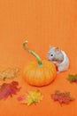 Hamster Looks at Pumpkin