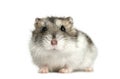 Hamster lying, isolated Royalty Free Stock Photo