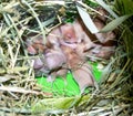 Hamster nest close-up. Many small hamsters in the nest