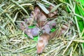 Hamster nest close-up. Many small hamsters in the nest