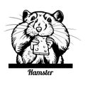 Hamster nibbles on a cracker - Funny Hamster peeking out - face head isolated on white