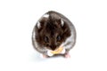 Hamster nibbling on a Cheerio Royalty Free Stock Photo