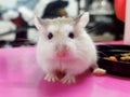 Hamster pet animal cute smallpet Royalty Free Stock Photo