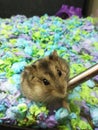 Hamster Having a Drink of Water