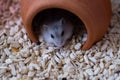 The hamster is a pet of the Winter White breed. face out of the door earthen house`s