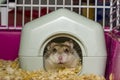 The hamster is a pet of the Winter White breed. face out of the door earthen house`s
