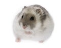 Hamster - Phodopus sungorus Royalty Free Stock Photo