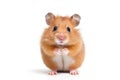 Hamster photo realistic illustration - Generative AI. Royalty Free Stock Photo