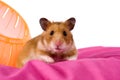 Hamster popping out of a ball Royalty Free Stock Photo