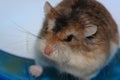 Hamster roborovski Royalty Free Stock Photo