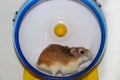 Hamster roborovski Royalty Free Stock Photo