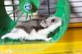 Hamster running on a wheel Royalty Free Stock Photo