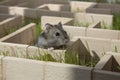 A hamster is sitting in a maze on the green grass. Royalty Free Stock Photo