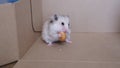 hamster sits in a box and eats a dryer