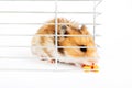 Hamster sits and eats in a cage Royalty Free Stock Photo
