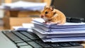 Hamster sitting on a stack of paperwork on a laptop keyboard at a desk. Royalty Free Stock Photo