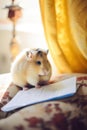 A hamster sitting on top of a piece of paper. AI generative image. Royalty Free Stock Photo
