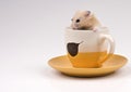 Hamster sitting in a yellow tea cup Royalty Free Stock Photo