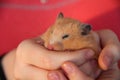 Hamster sleeping in girl`s hands Royalty Free Stock Photo