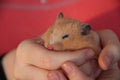 Hamster sleeping in girl`s hands Royalty Free Stock Photo