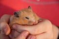 Hamster sleeping in girl's hands Royalty Free Stock Photo