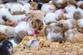 Hamster sleeping together as a group. Royalty Free Stock Photo