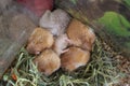 Hamster sleeps close-up. Six hamsters curled up lying and sleeping in cage. Royalty Free Stock Photo