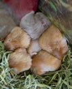 Hamster sleeps close-up. Six hamsters curled up lying and sleeping in cage. Royalty Free Stock Photo