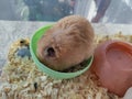 Hamster sleeps in his feeder Royalty Free Stock Photo