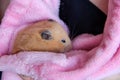 Hamster sleeps in the hands Royalty Free Stock Photo