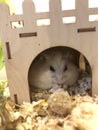 Hamster snacktime