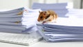 Hamster on a stack of paperwork with a keyboard on a white desk. Royalty Free Stock Photo