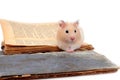 Hamster standing on two old books Royalty Free Stock Photo
