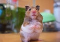 A hamster staring at me Royalty Free Stock Photo