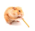 Hamster trumpeter