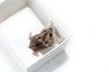 Hamster trying to get out of the white box, top view, shallow depth of field, on a pure white background. Muzzle hamster, looking