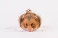 A hamster uses grain. Isolated on white background. Royalty Free Stock Photo
