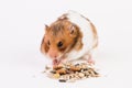 A hamster uses grain. Isolated on white background. Royalty Free Stock Photo